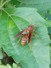 Polistes japonicus