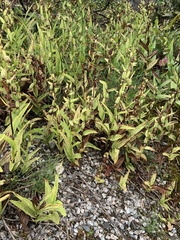 Epipactis