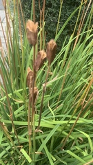 Irideae