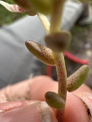 Sedum napiferum