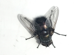 Rutilia