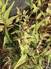 Epipactis