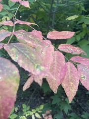 Fraxinus americana