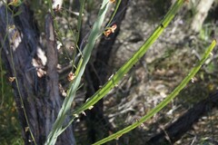 Bossiaea scolopendria