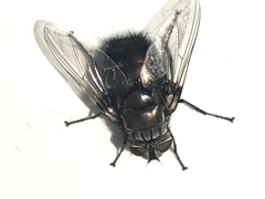 Rutilia