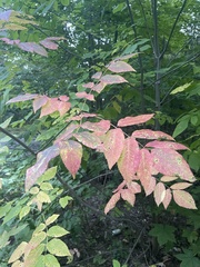 Fraxinus americana