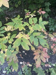 Fraxinus americana