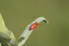 Tetraopes femoratus