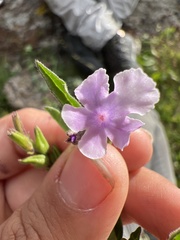 Priva grandiflora
