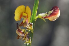 Bossiaea scolopendria