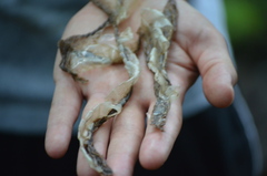 Nerodia sipedon sipedon