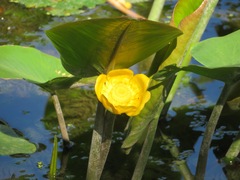Nuphar japonica