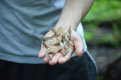 Nerodia sipedon sipedon