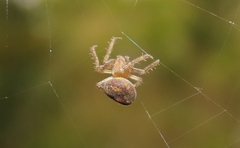 Eustala anastera