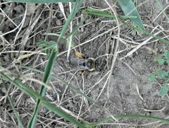 Melissodes druriellus