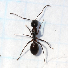 Camponotus americanus