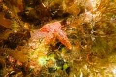 Uniophora granifera