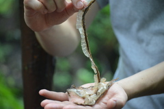 Nerodia sipedon sipedon