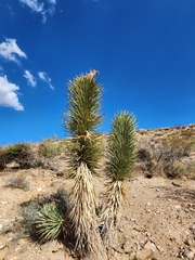 Yucca brevifolia