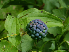 Smilax herbacea