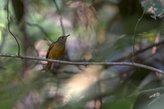 Mionectes oleagineus