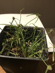 Cyperus brevifolius