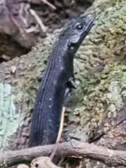 Emoia nigra