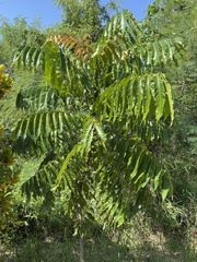 Pometia pinnata