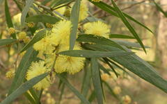 Acacia leprosa uninervia