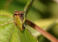 Stictocephala basalis