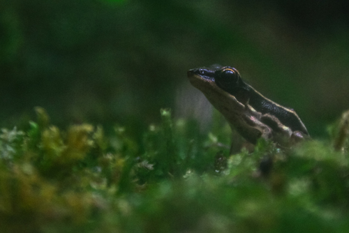 Hylarana taipehensis