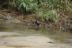 Jacana spinosa