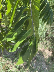 Pometia pinnata