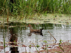 Porphyriops melanops