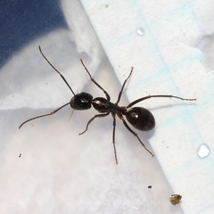 Camponotus americanus
