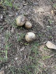 Pisolithus arenarius