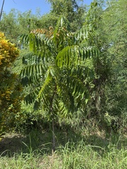 Pometia pinnata