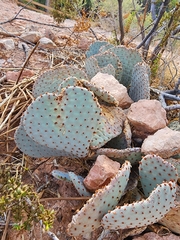 Opuntia basilaris basilaris