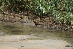 Jacana spinosa