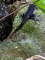 Emoia nigra