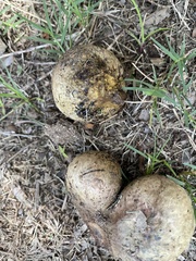 Pisolithus arenarius