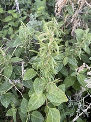 Salvia rosmarinus