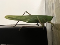 Neoconocephalus ensiger