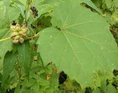 Ampelomyia vitiscoryloides