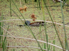 Porphyriops melanops