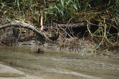Jacana spinosa
