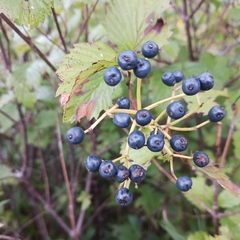 Viburnum recognitum