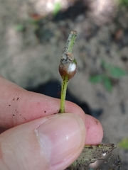 Neolasioptera vitinea