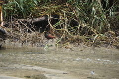 Jacana spinosa