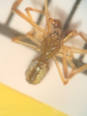Neospintharus trigonum